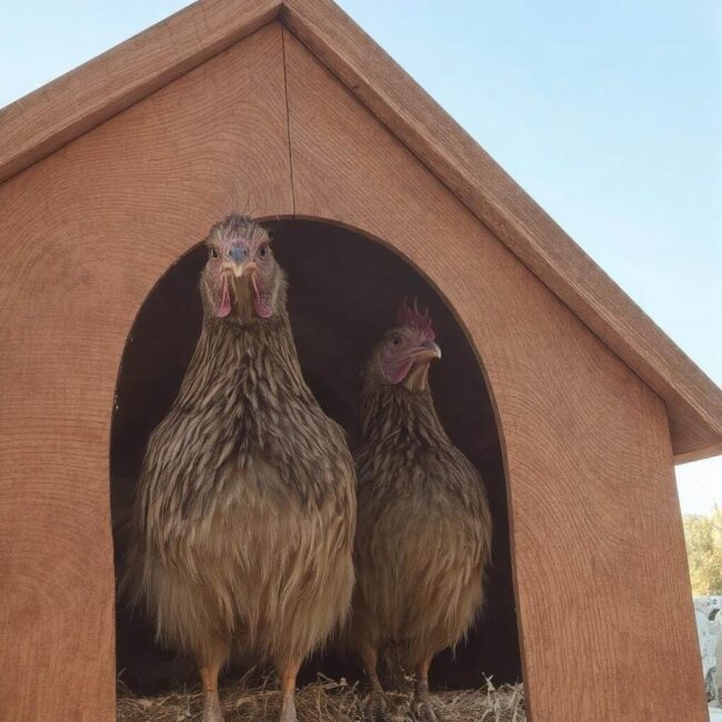 Płyta OSB w konstrukcji funkcjonalnego kurnika